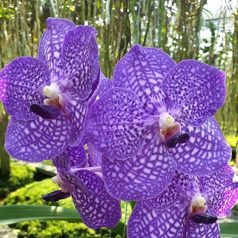 Somsiri Glory - myBageecha