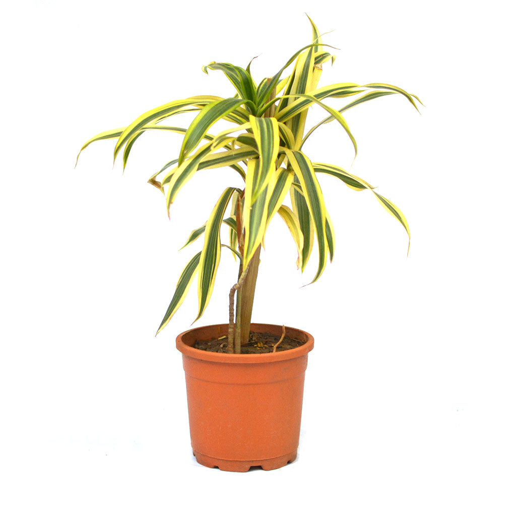 Dracaena Song of India indoor décor placement – myBageecha