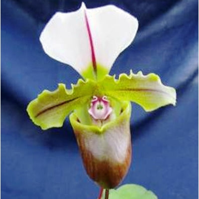 Spiceranium - myBageecha