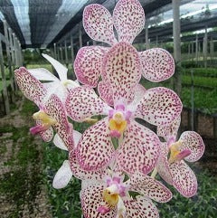 Aranda spot - myBageecha