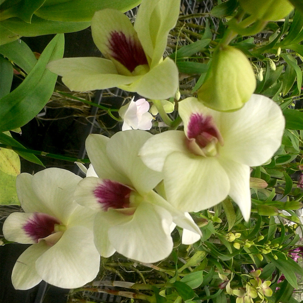 Den. Srimahapho x Chaisri Flair - myBageecha