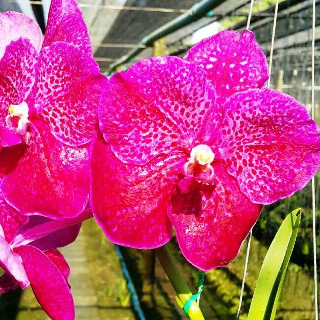 Sirilak X Bitz Hearthroab - myBageecha