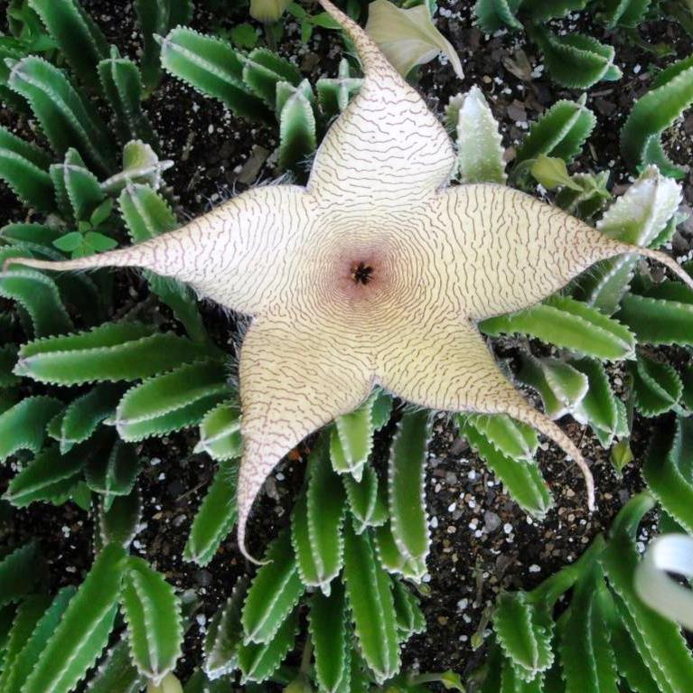 Stapelia Gigantea – Zulu Giant Flowering Succulent Plant