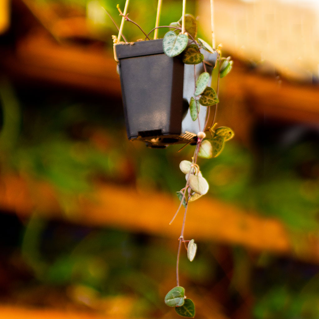 Ceropegia Woodii String of Hearts Succulent Plant - myBageecha