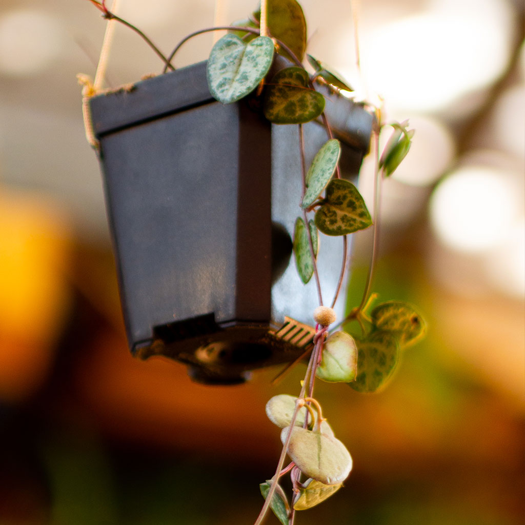 Ceropegia Woodii String of Hearts Succulent Plant - myBageecha