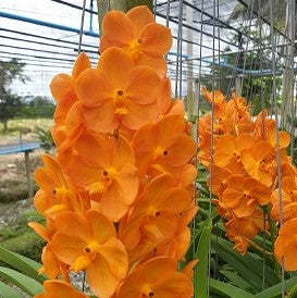 Suksamaran Sunshine - myBageecha