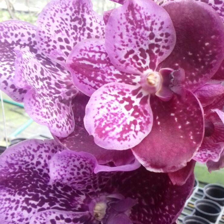 Suphan Red (Pink Red) - myBageecha