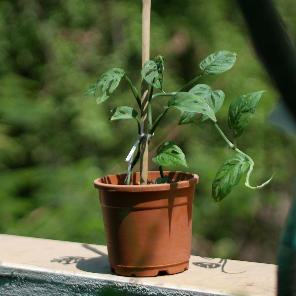 Swiss Cheese Vine Plant - myBageecha