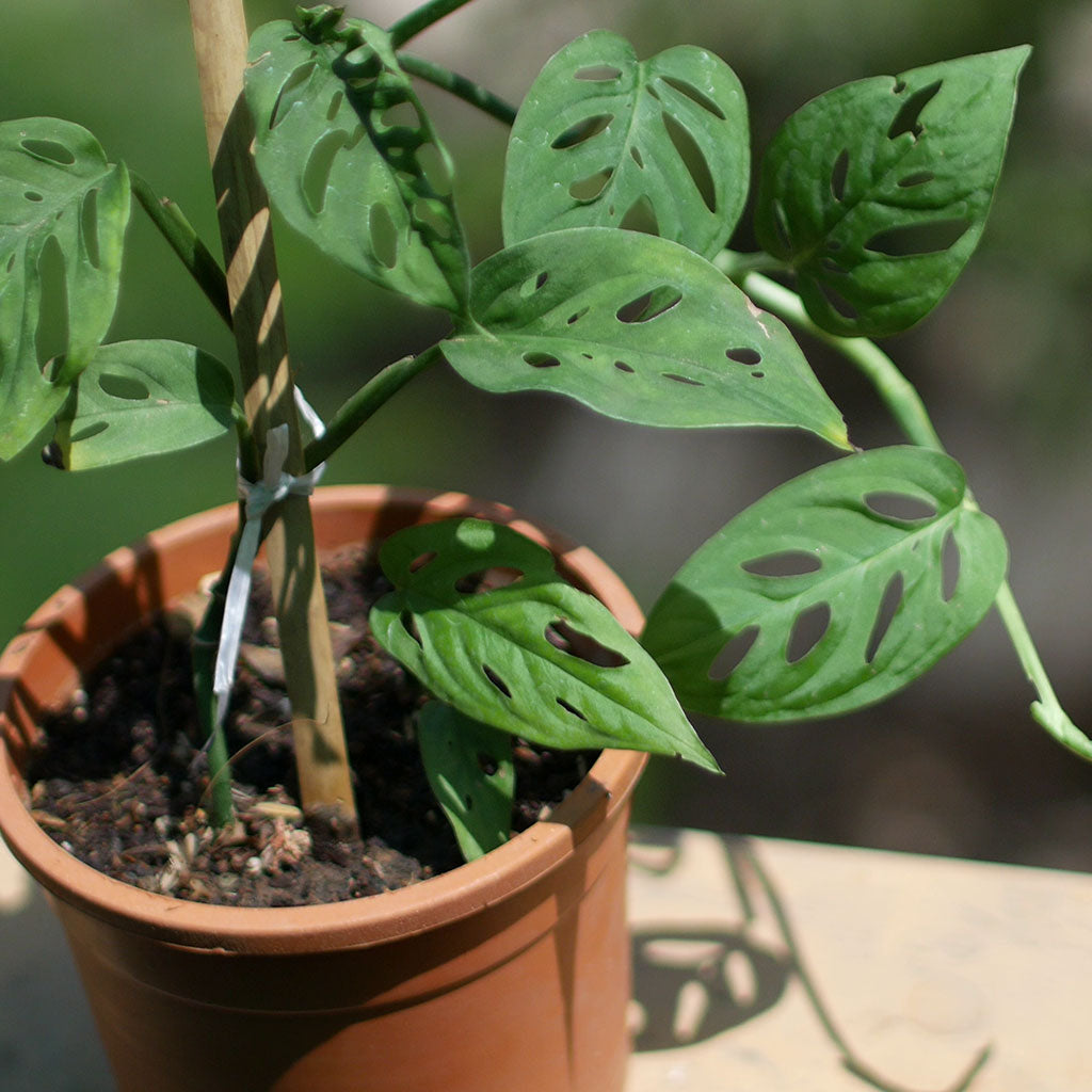 Swiss Cheese Vine Plant - myBageecha