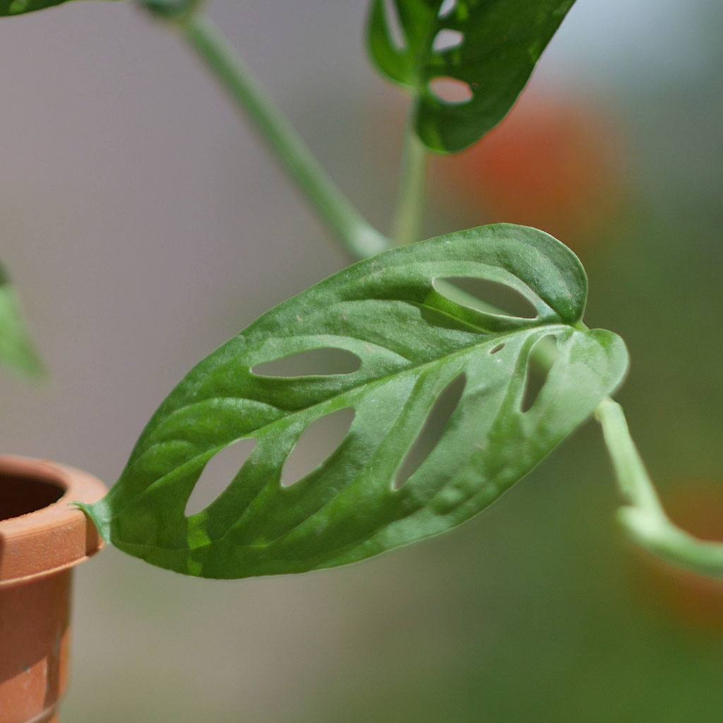 Swiss Cheese Vine Plant - myBageecha