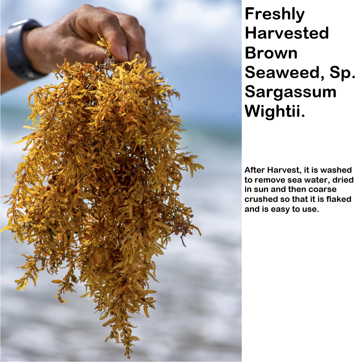 Brown Seaweed Fertilizer for Stress Resistance