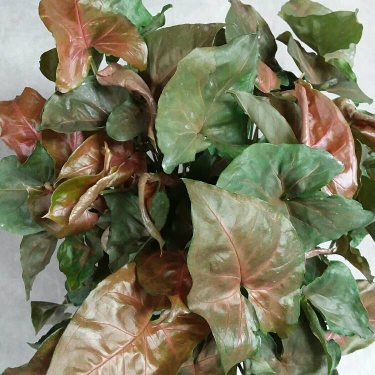 Syngonium Bronze Maria Plant - myBageecha