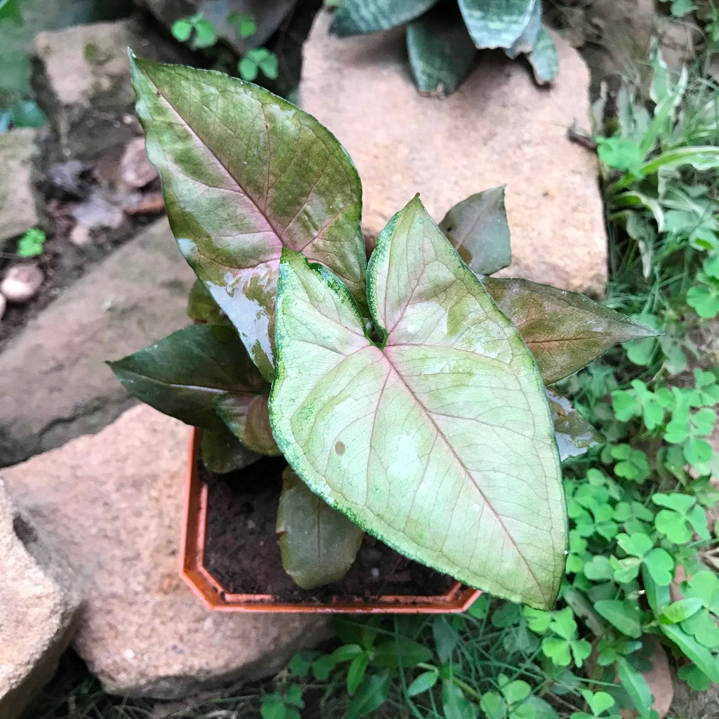 Syngonium Bronze Maria Plant - myBageecha