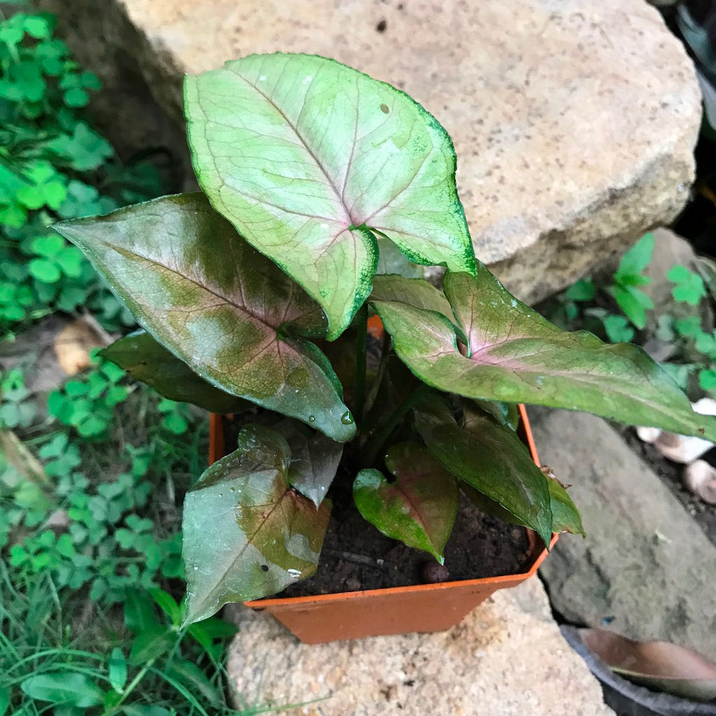 Syngonium Bronze Maria Plant - myBageecha