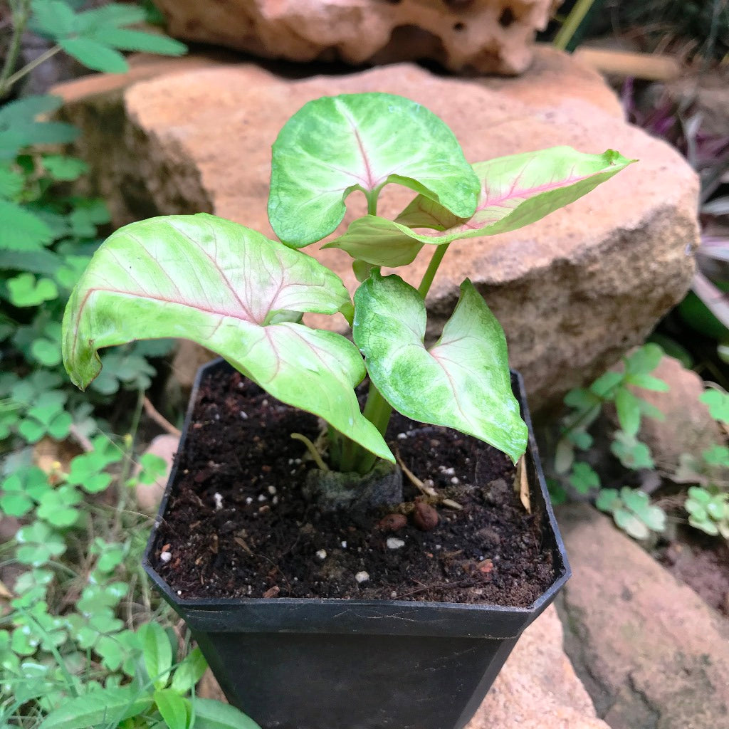 Syngonium Cream Allusion Plant - myBageecha