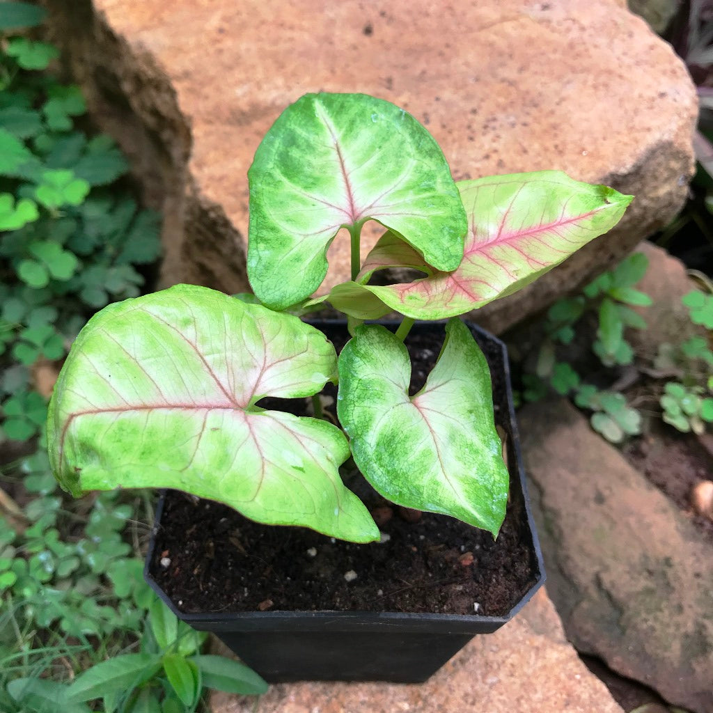 Syngonium Cream Allusion Plant - myBageecha