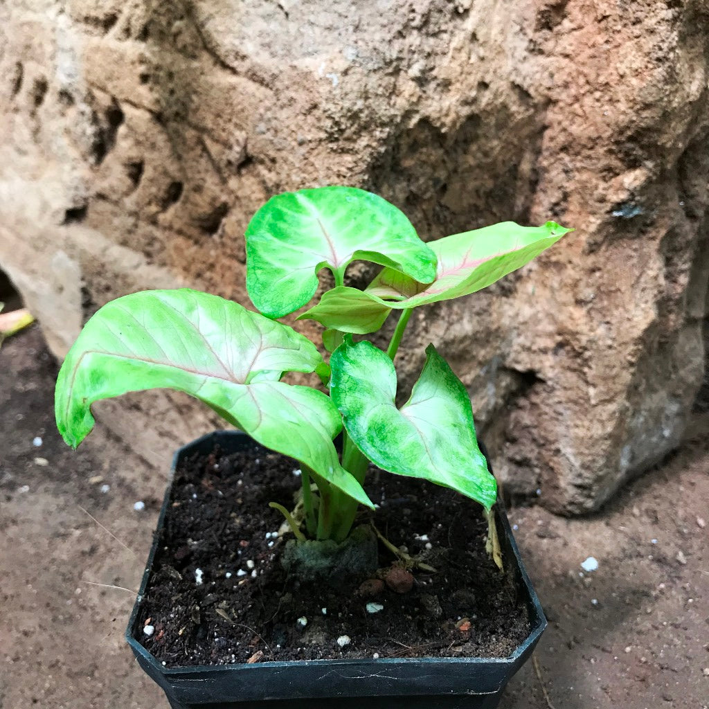 Syngonium Cream Allusion Plant - myBageecha