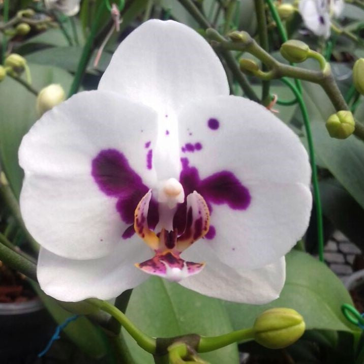 Phalaenopsis-t 8039 - myBageecha