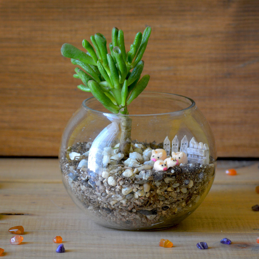 The Grimy Gollum Miniature Garden Terrarium Kit, from myBageecha