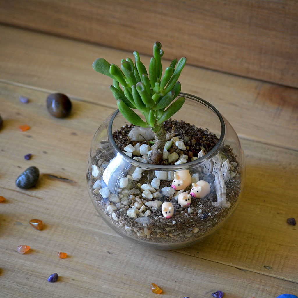 The Grimy Gollum terrarium top view miniature garden - myBageecha
