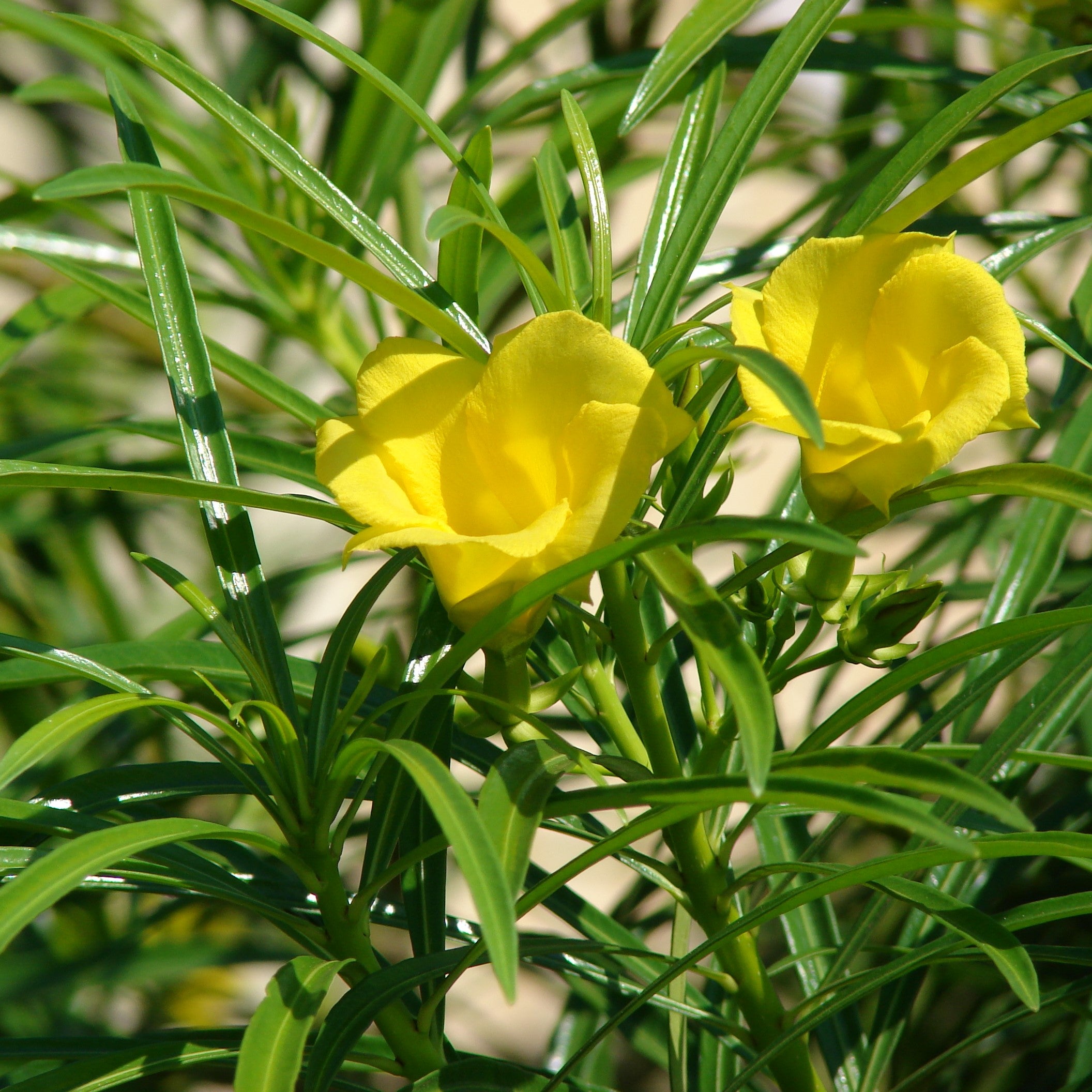 Thevetia Peruviana Yellow Oleander Plant - myBageecha