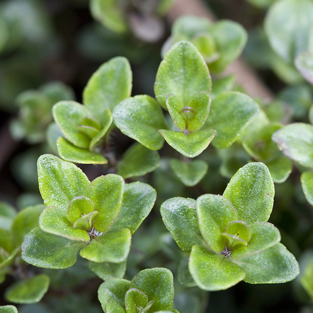 Garden Thyme Plants myBageecha - myBageecha