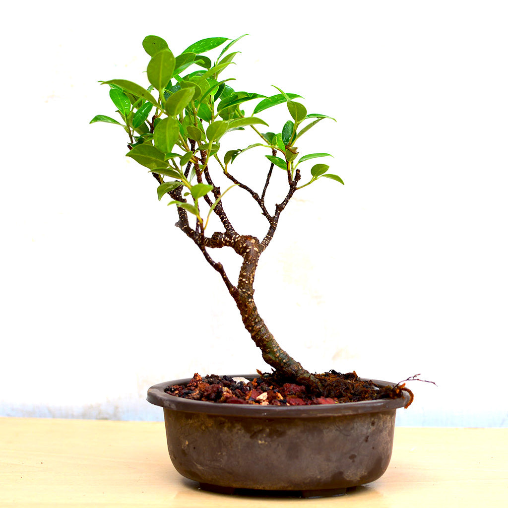Bonsai TigerBark Plant with natural texture – myBageecha