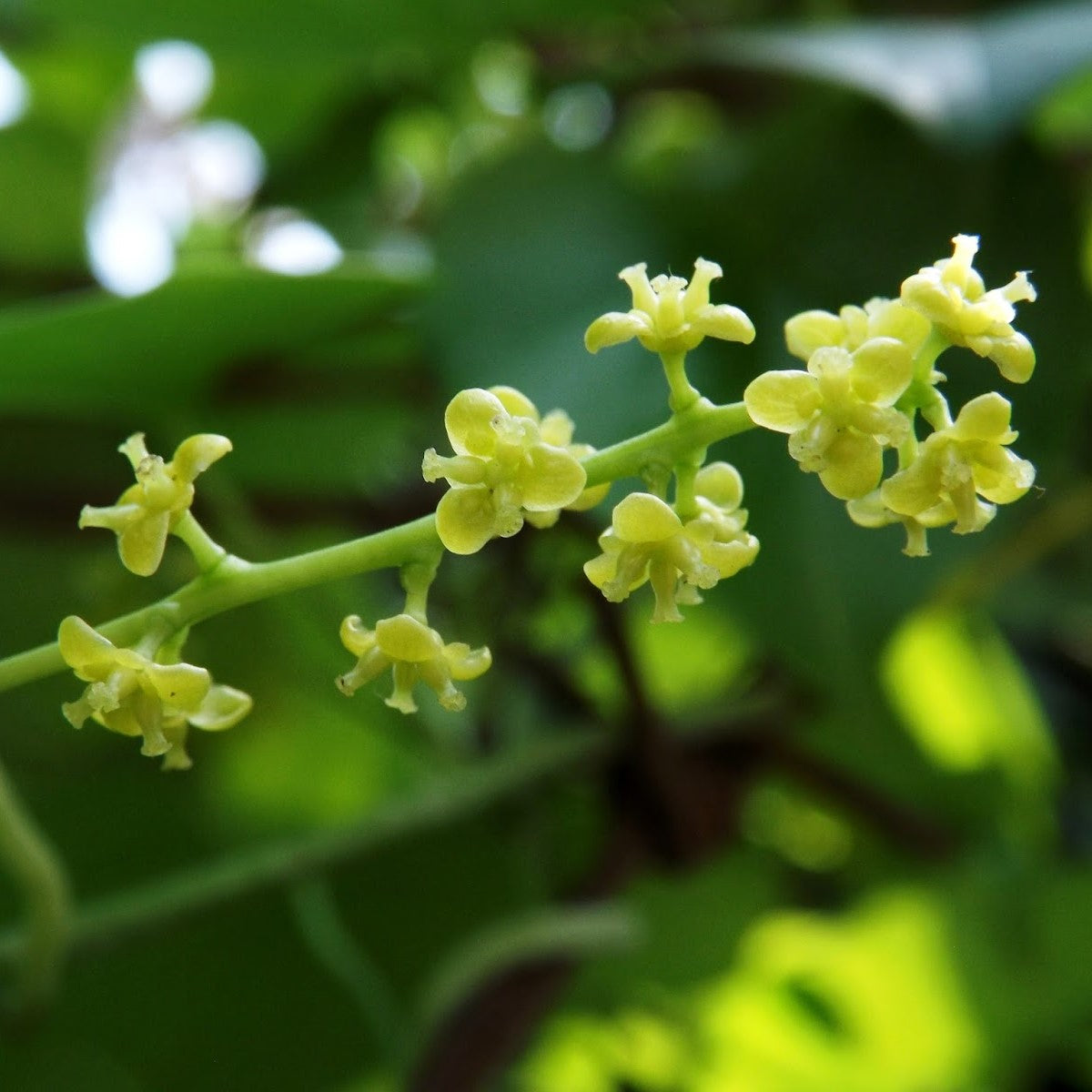 Tinospora Cordifolia Giloy Plant - myBageecha