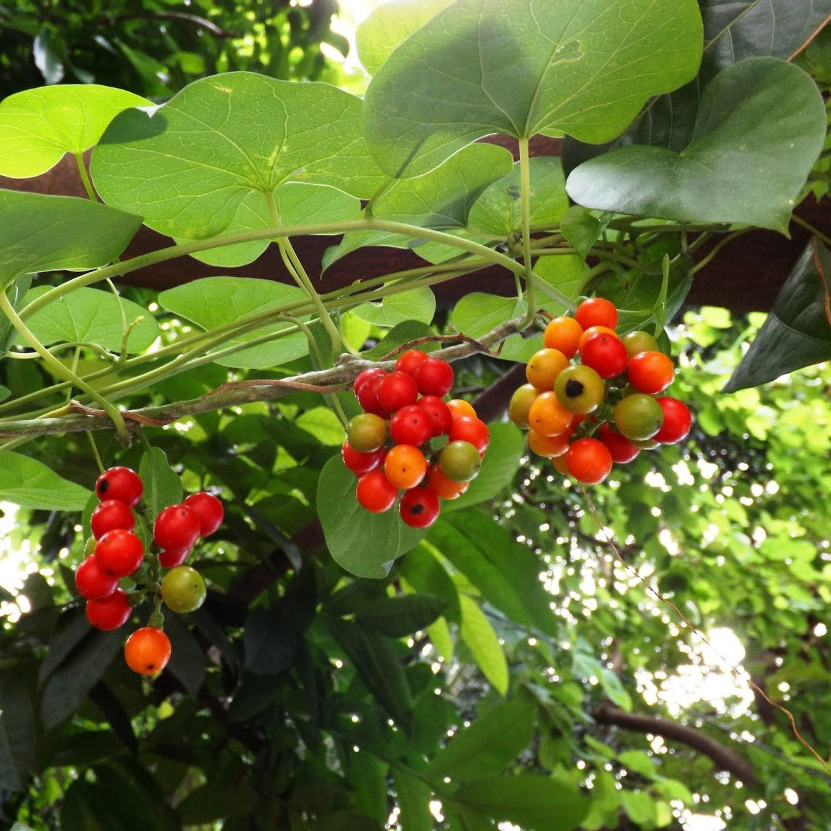 Tinospora Cordifolia Giloy Plant - myBageecha