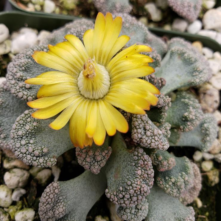 Titanopsis Calcarea Succulent Plant - myBageecha