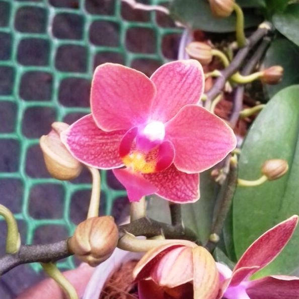 Phalaenopsis-tn 324 - myBageecha