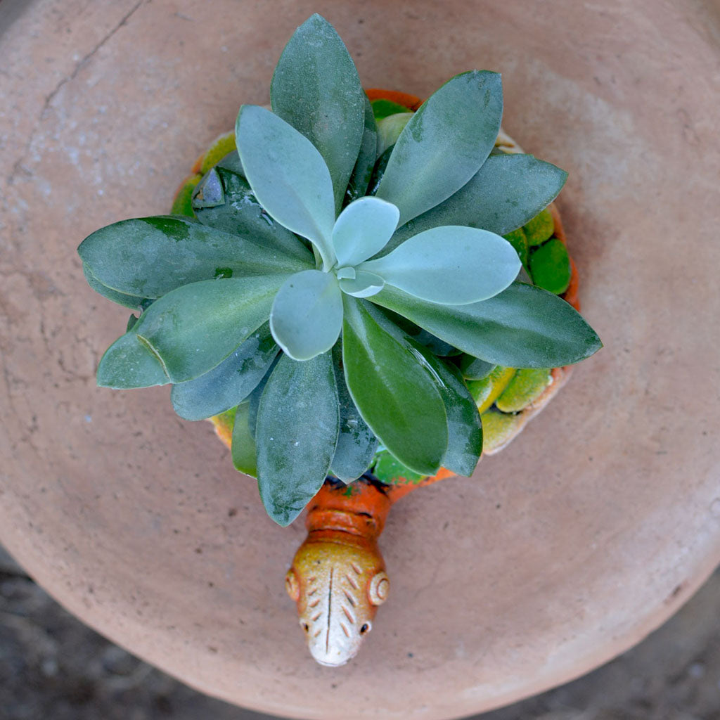 Top view of Mini Tortoise Planter - myBageecha