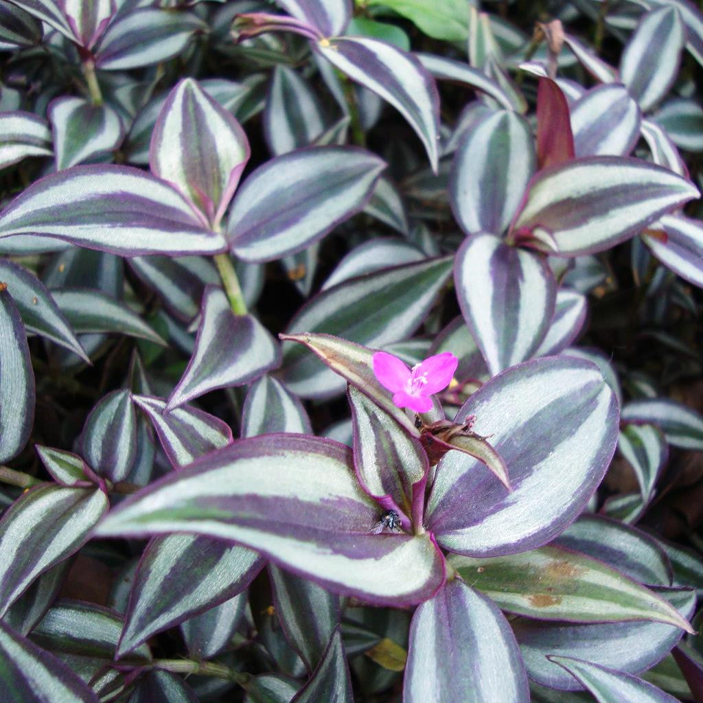 Tradescantia Zebrina – Trailing Succulent Plant
