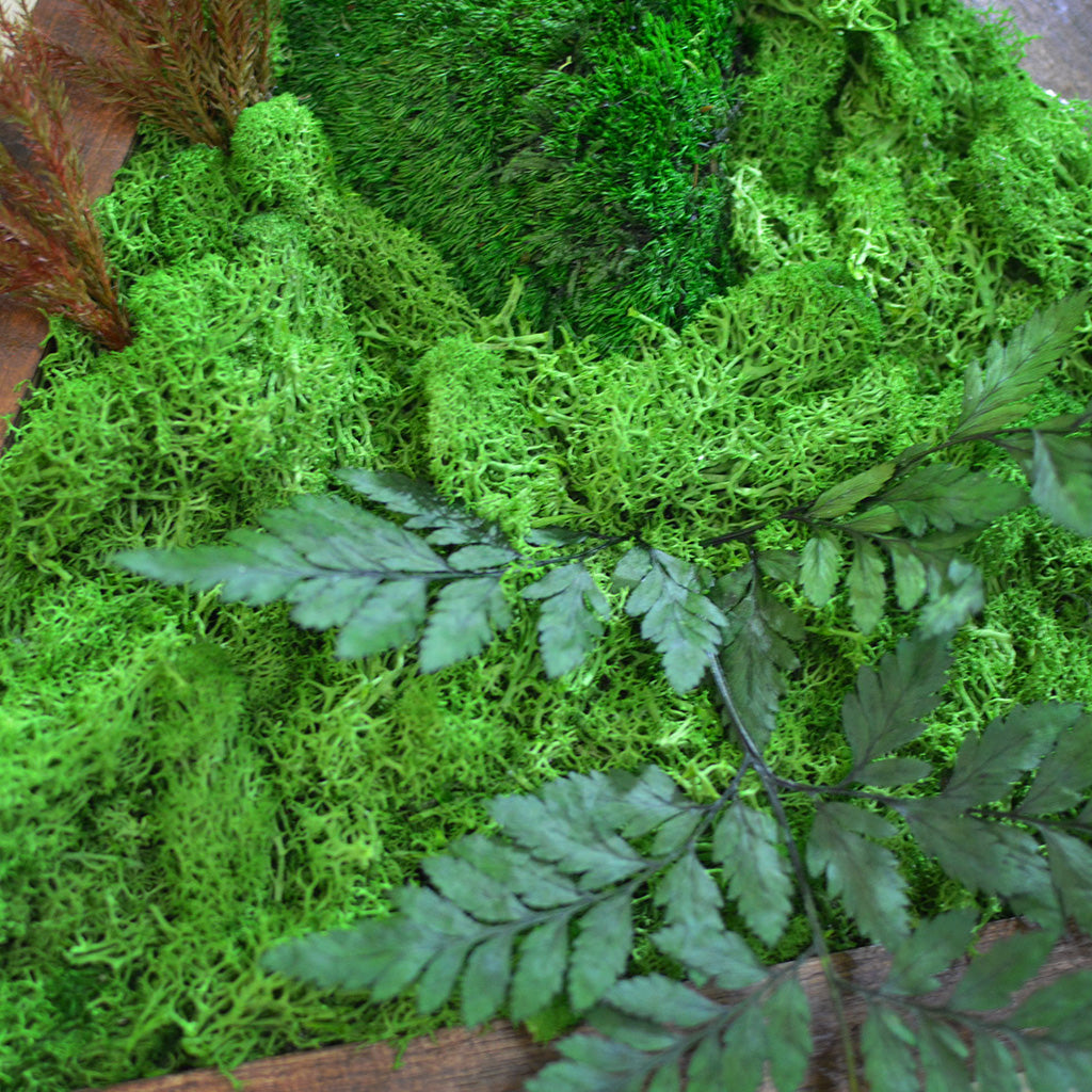 Triad Wilderness Preserved Moss Frame with Dark Wood - myBageecha