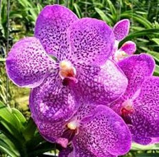 Tristar Blue Bitsz Hearthorab - myBageecha