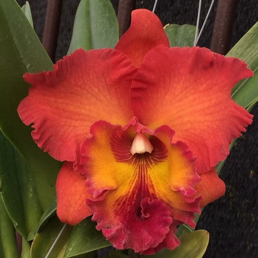 Catt. Tungnoi Orange - myBageecha