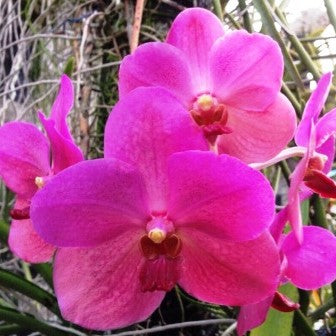 Velthuis X Bitz Hearthroab - myBageecha