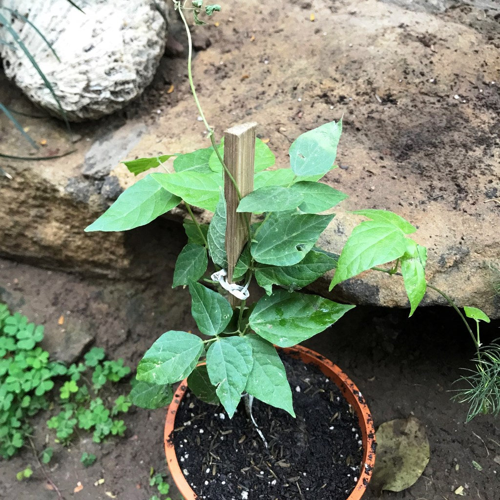 Vigna speciosa -Snail Vine Plant - myBageecha