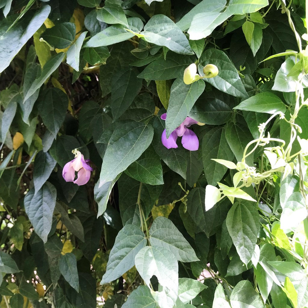 Vigna speciosa -Snail Vine Plant - myBageecha