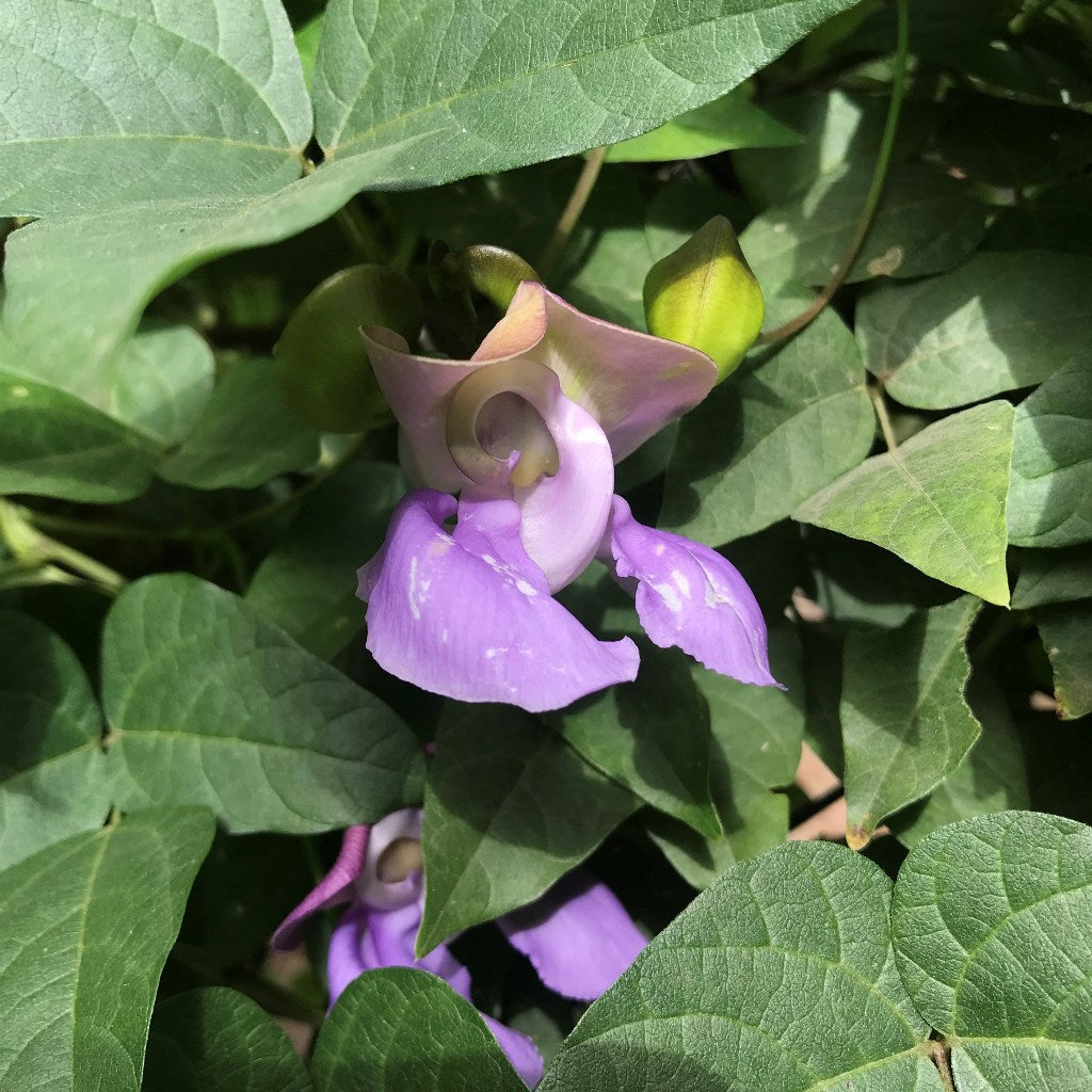 Vigna speciosa -Snail Vine Plant - myBageecha