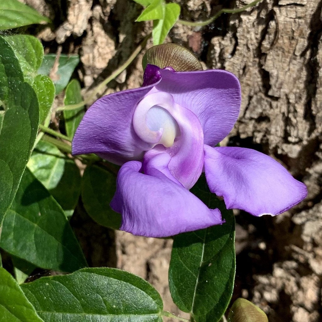 Vigna speciosa -Snail Vine Plant - myBageecha