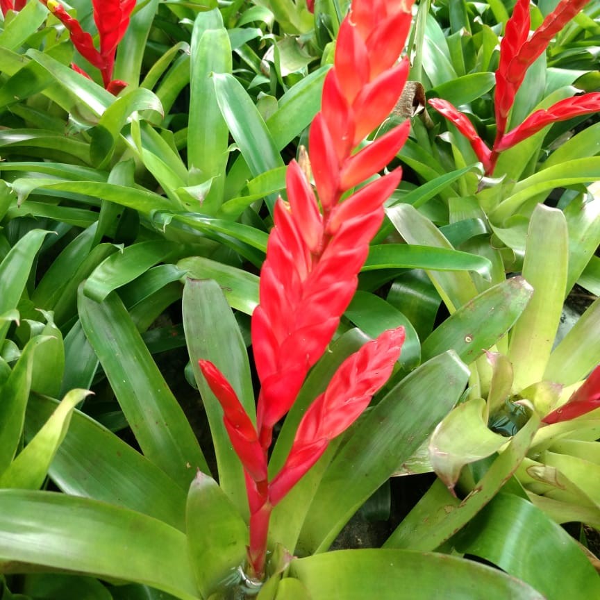 Vriesea splendens showing flaming red sword bract by myBageecha
