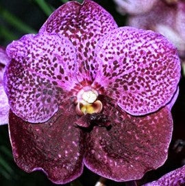 Somsiri Pink X Suksamara Spot - myBageecha