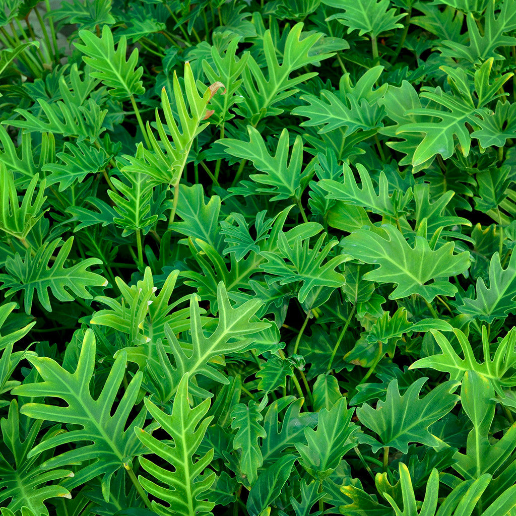 Decorum Philodendron - Plante d'intérieur - Xanadu Feel Green