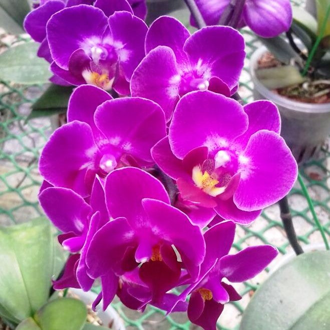 Phalaenopsis-Y-001 - myBageecha