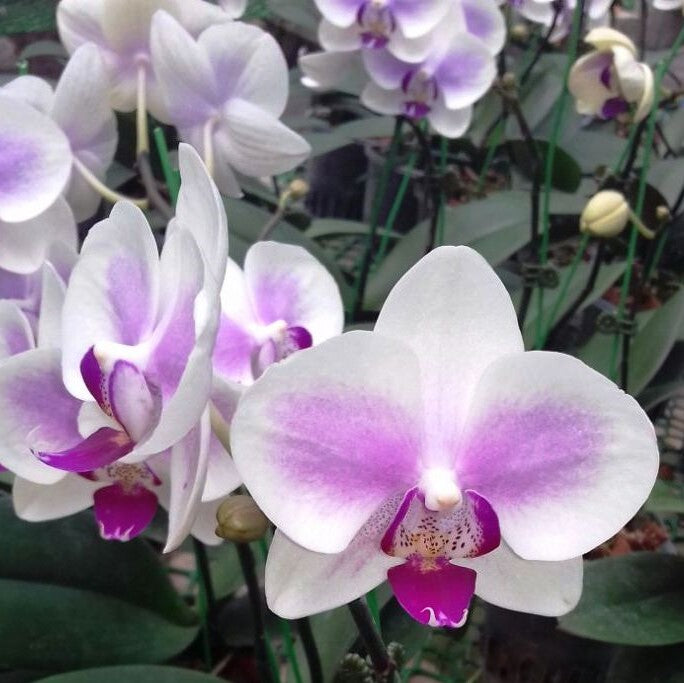 Phalaenopsis-Y-0050 - myBageecha