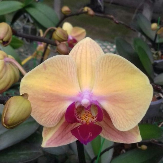 Phalaenopsis-Y-007 - myBageecha