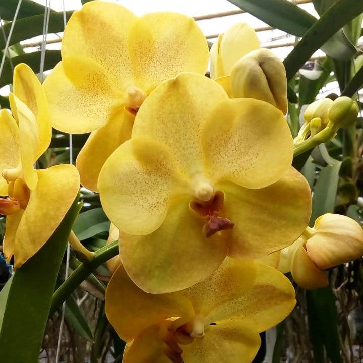 Napporn Gold X Napporn Golden Dream - myBageecha