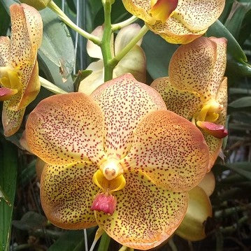 Renu Bitz Hearthroab - myBageecha