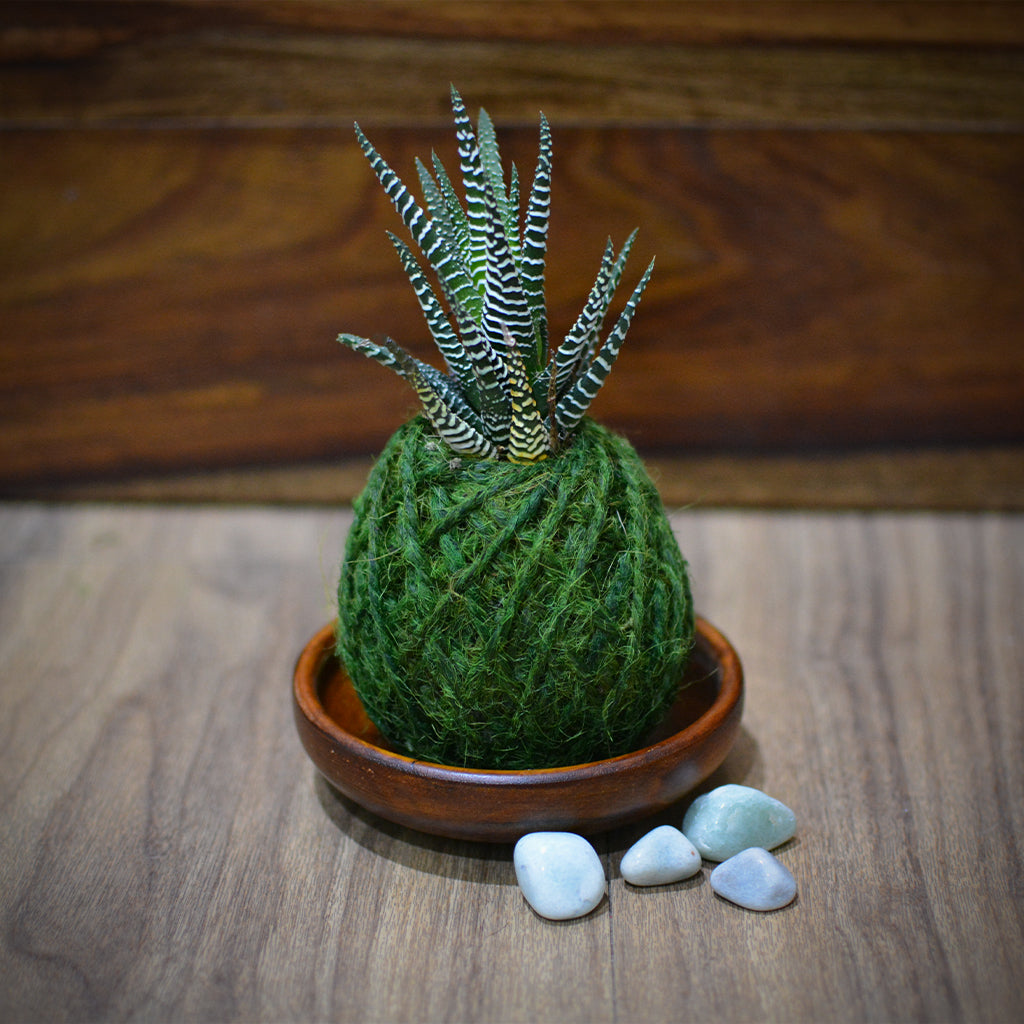 Kokedama Moss Ball Haworthia Attenuata Plant - myBageecha